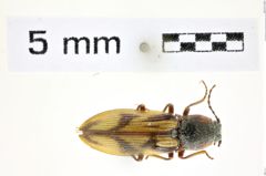 Foto (Dorsalansicht) von Ctenicera leucaspis (Germar, 1843) (NHMW-ZOO-COL-0008335)